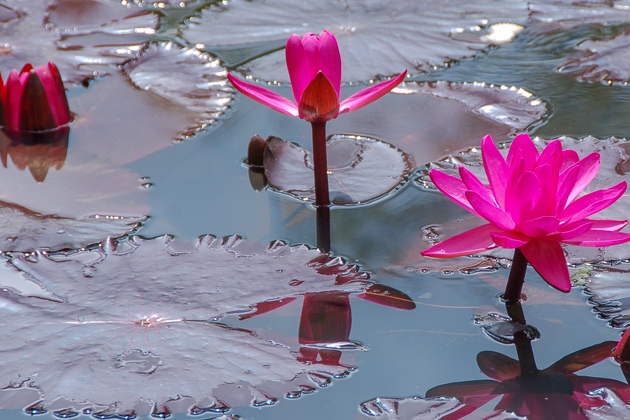 Lotus Weaving Inle Lake